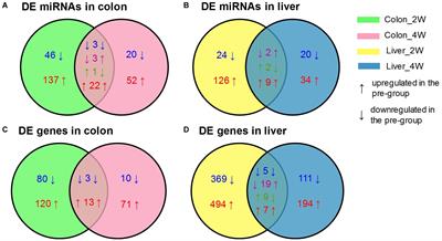 miRNA-Gene Regulatory Network in Gnotobiotic Mice Stimulated by Dysbiotic Gut Microbiota Transplanted From a Genetically Obese Child